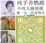 纯手养鹦鹉 亲人可上手